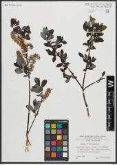 Foto von Salix apennina A. K. Skvortsov
